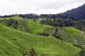 Tea Plantation, Cameron Highland, Malaysia Royalty Free Stock Photo