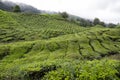 Tea Plantation, Cameron Highland, Malaysia Royalty Free Stock Photo