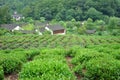 Tea plants fields