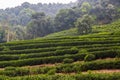 Tea plants