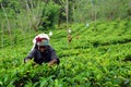 Tea Picker at Work Royalty Free Stock Photo