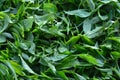 Tea plucking, Tea production starts with plucking. Royalty Free Stock Photo