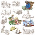 Tea Processing. Agriculture. An hand drawn illustration.