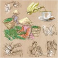 Tea Processing. Agriculture. An hand drawn vector illustration. Royalty Free Stock Photo