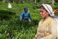 A woman picking up tea at tea plantation in Sri Lanka, Ceylon