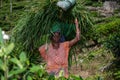 A woman picking up tea at tea plantation in Sri Lanka, Ceylon