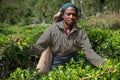 A woman picking up tea at tea plantation in Sri Lanka, Ceylon