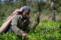 A woman picking up tea at tea plantation in Sri Lanka, Ceylon