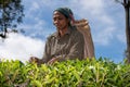 A woman picking up tea at tea plantation in Sri Lanka, Ceylon