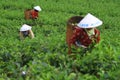 Tea Production Quality Royalty Free Stock Photo