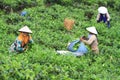 Tea Production Quality Royalty Free Stock Photo