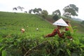 Tea Production Quality Royalty Free Stock Photo