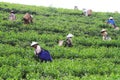 Tea Production Quality Royalty Free Stock Photo