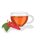 Tea with red currants in a glass cup, red currant berries lie nearby. Vector illustration