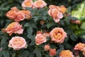 Tea rose blossom, delicate orange rose flower. Background backdrop wallpaper for design Royalty Free Stock Photo