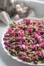 Tea rose buds many, placers of tea rose buds Royalty Free Stock Photo