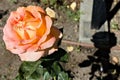 A tea rose casts a shadow on the ground.