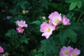 Tea rose flowers on a dark background close-up