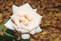 Tea rose garden in the fall. Sweet colored roses in soft style for background. Pink blossom flowers on a blurry autumnal Royalty Free Stock Photo