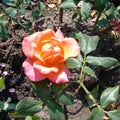 Tea rose on the ground. A fallen open flower with orange pink petals. Royalty Free Stock Photo