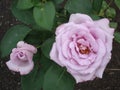 Large flowers of light pink tea rose in the garden in summer. Royalty Free Stock Photo