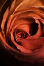 Tea rose petals on dark background Royalty Free Stock Photo