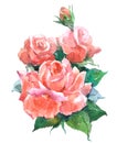 Tea rose plant Watercolor illustration isolated