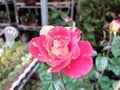 Tea rose: a species of Roses, its botanical name is Rosa hybrida. Royalty Free Stock Photo