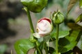 Tea roses bush in garden. summer blooming flower. soft flower petals. rose garden in spring Royalty Free Stock Photo