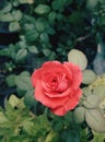 Tea Roses or Hybrid Tea Rose