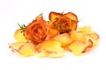 Tea roses and rose petals Royalty Free Stock Photo