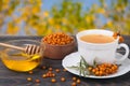 Tea of sea-buckthorn berries with honey on wooden table blurred garden background Royalty Free Stock Photo