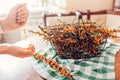 Woman stripping sea buckthorn berries from branches at home and puts it in hands. Healthy fruit