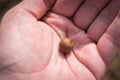 Tea seed on the palm