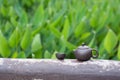 Outdoor view of tea set Royalty Free Stock Photo