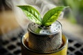 A tea strainer with a single green leaf stuck in it Royalty Free Stock Photo