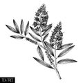 Hand drawn tea tree tea olive sketches on white background. Cosmetics and medical myrtle plant. Vector cajeput tree botanical dr