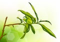 Tea tree Royalty Free Stock Photo