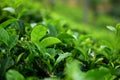 green fresh Tea tree bushes Royalty Free Stock Photo