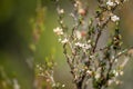 tea tree flower and seeds in tasmania australia Royalty Free Stock Photo