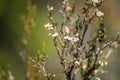 tea tree flower and seeds in tasmania australia Royalty Free Stock Photo