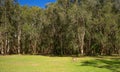 Tea Tree Forest Royalty Free Stock Photo