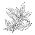 Tea tree leaves on a branch, black and white sketch. Vector illustration. Spring twig with leaves, isolated on a white background Royalty Free Stock Photo