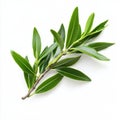 Tea tree leaves displayed with small and pointed shapes against a white background Royalty Free Stock Photo