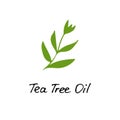 Tea Tree Plant. Cosmetic ingredient tea tree oil. Hand drawn icon for print and web. Vector graphic Royalty Free Stock Photo
