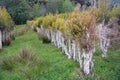 Tea Tree Plantation at Karamea, New Zealand.