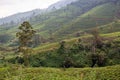 Tea tree plantations. The hills where tea is grown. Sri Laika Royalty Free Stock Photo