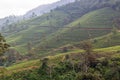 Tea tree plantations. The hills where tea is grown. Sri Laika Royalty Free Stock Photo