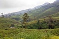 Tea tree plantations. The hills where tea is grown. Sri Laika Royalty Free Stock Photo