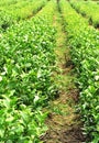 Tea tree plants field